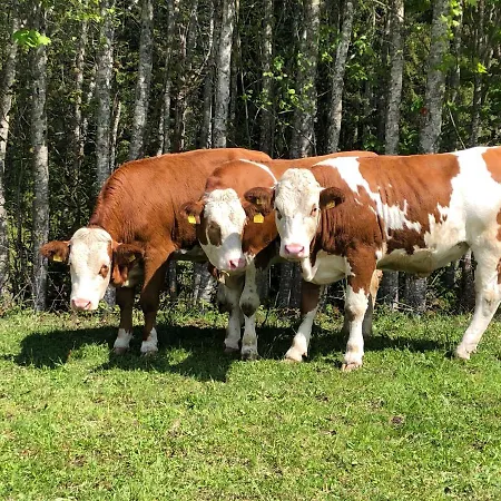 Sonnenschein Rebecca Lägenhet *